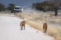 2012-07-04 Namibia 337-2 - Etoscha Nationalpark - Löwe